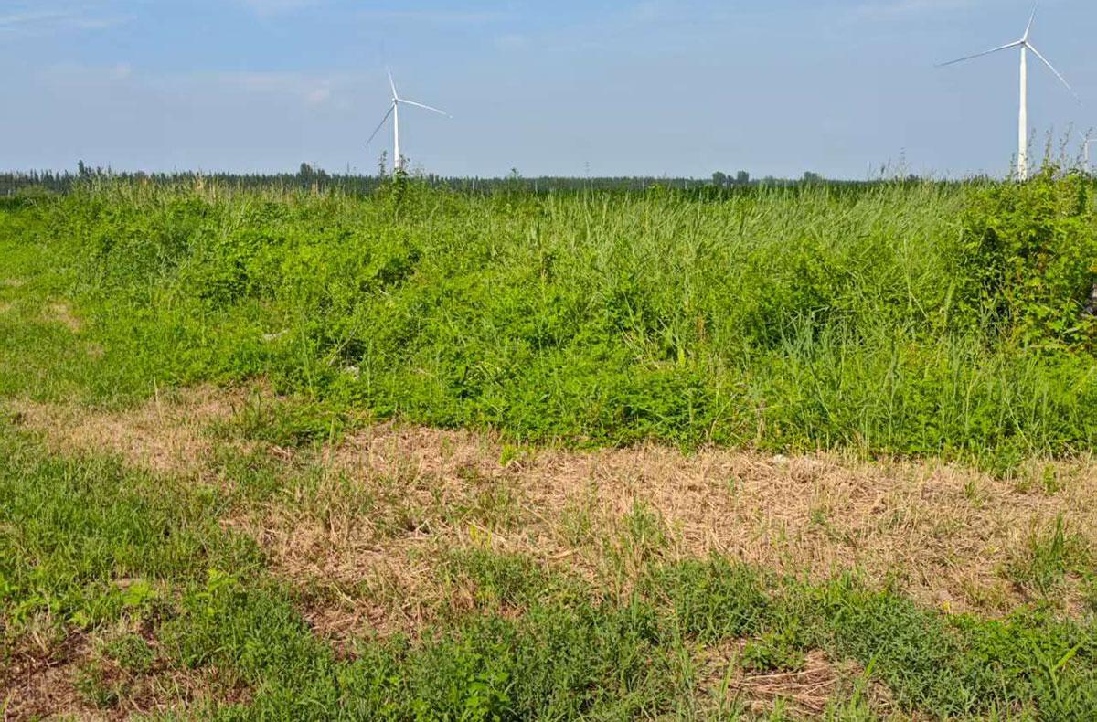 武清京津科技谷210亩土地出售